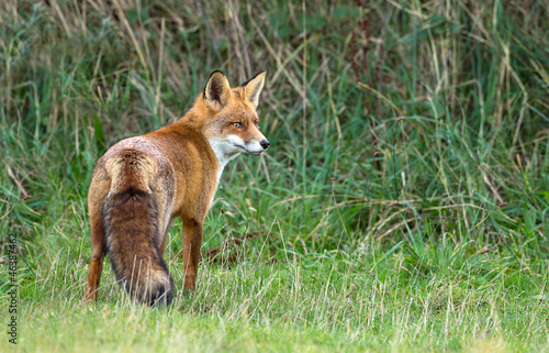 Red Fox standing in the dunes photo