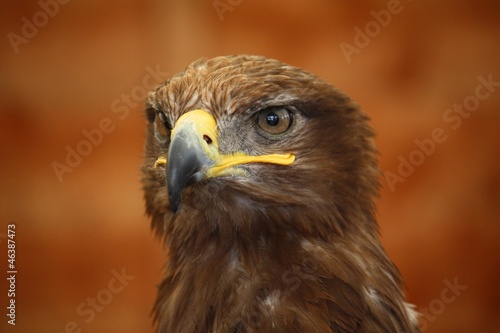 a striking golden eagle