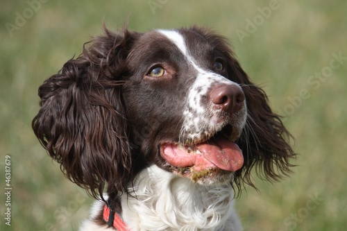 Working type english springer spaniel gundog