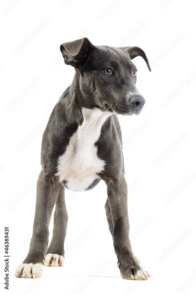 Hound/pitbull/weimaraner mix puppy