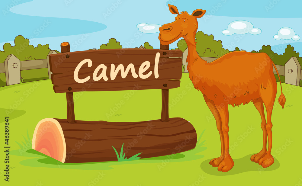 Zoo animal Zoo animal