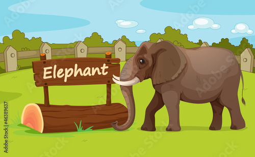Zoo animal