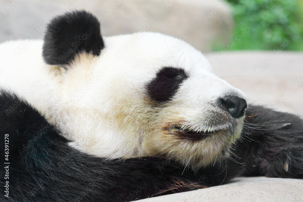 Sleeping Panda Sleeping Panda