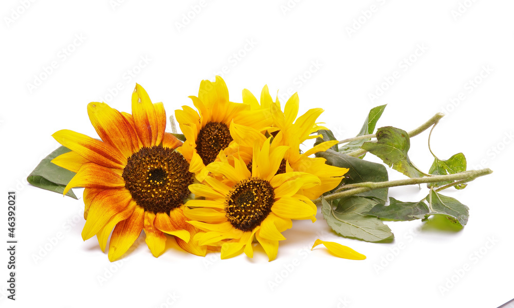 Obraz premium Bunch of Perfect Sunflowers