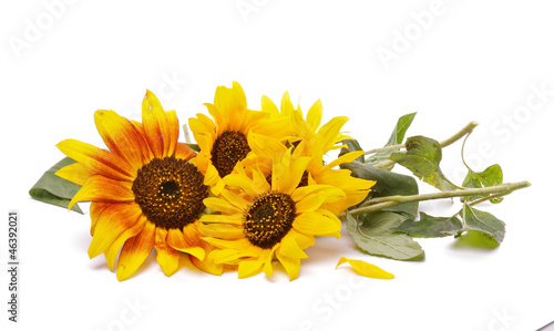 Fototapeta Naklejka Na Ścianę i Meble -  Bunch of Perfect Sunflowers