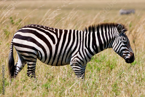 Plains Zebra on Savannah  Maasai Mara  Kenya