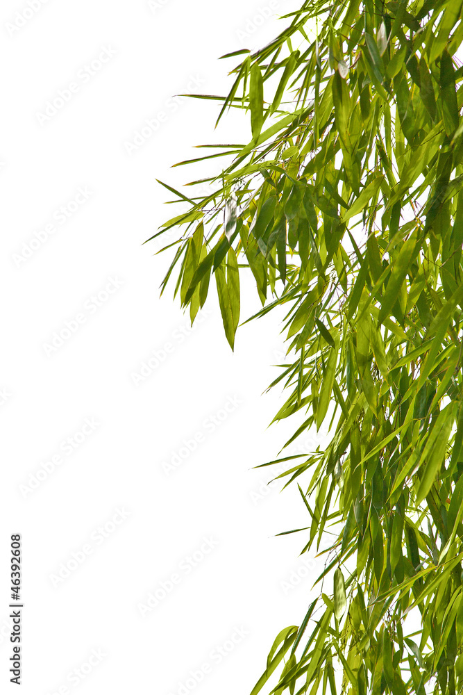 Naklejka premium green bamboo foliage isolated on white