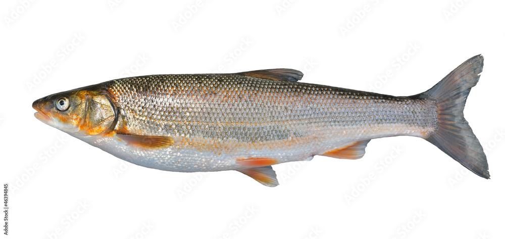Fish (Leuciscus brandti) 3