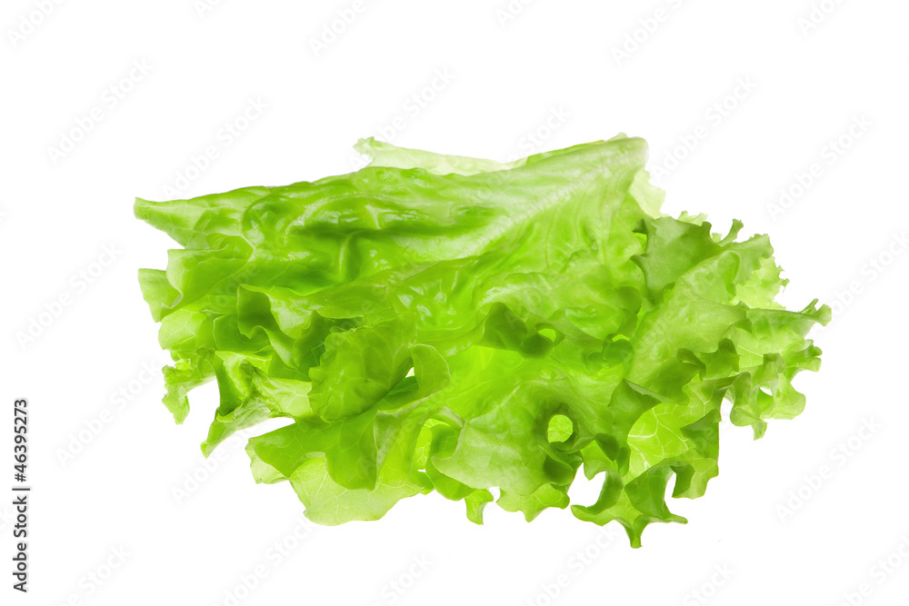 lettuce isolated on white lettuce isolated on white