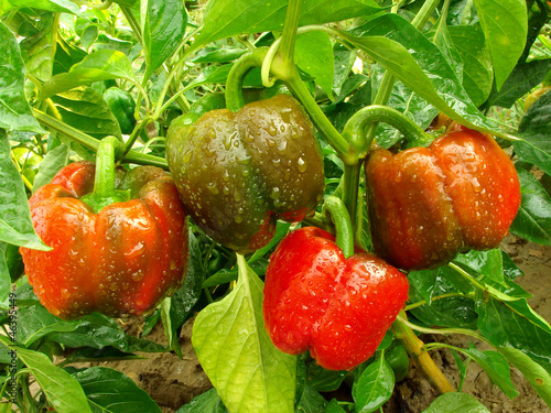 bell pepper plant with ripening fruits