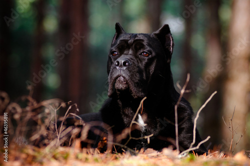 cane corso dog in the forest