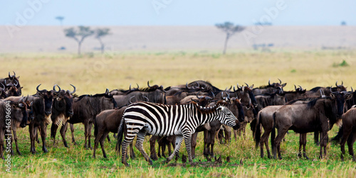 Zebras and wildebeests  Maasai Mara National Park  Kenya