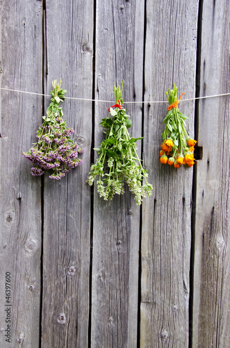 summer medical herbs bunches on wooden wall