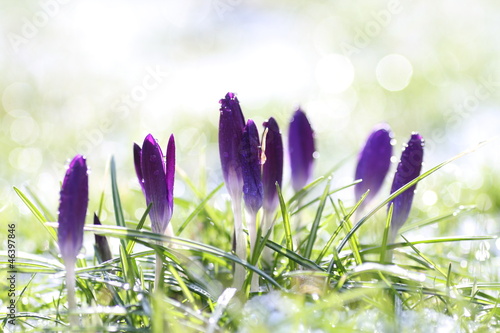 crocus flowers in the snow