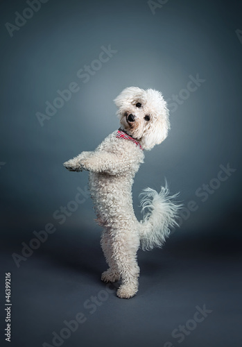 Fototapeta Naklejka Na Ścianę i Meble -  der Star