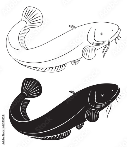 catfish