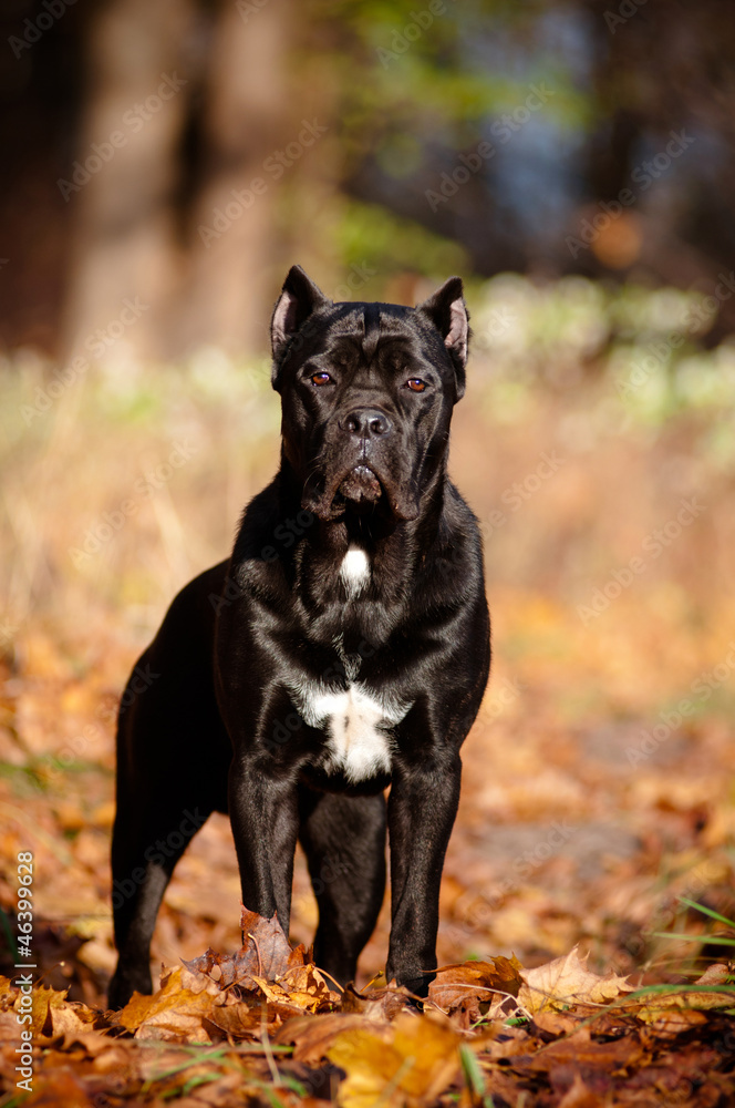 cane corso dog autumn portrait