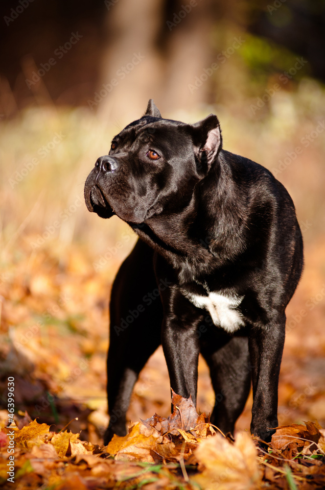 cane corso dog portrait in the forest
