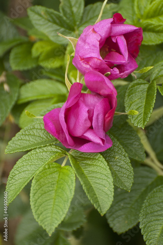 Dog rose