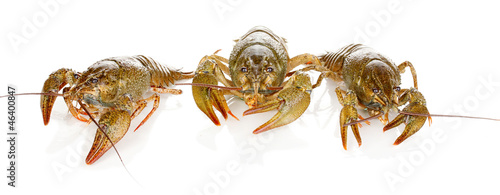 Alive crayfishes isolated on white background