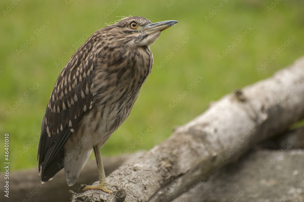 Fototapeta premium Great Bittern