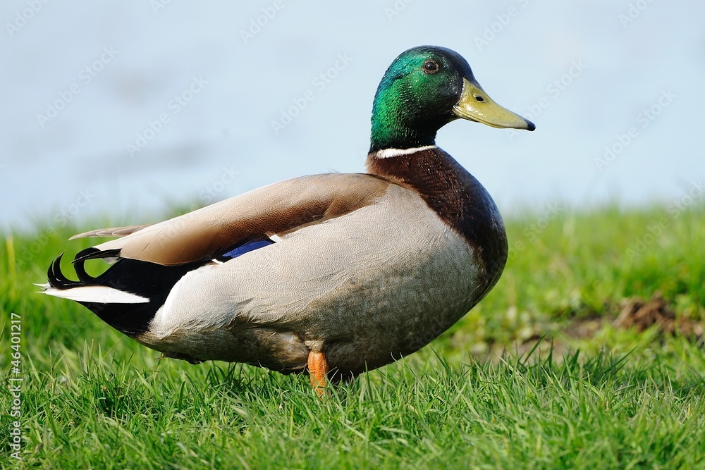 Obraz premium Germano reale