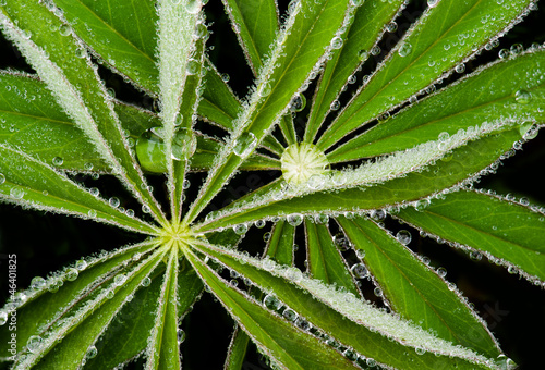 Morning dew on lupine leaves