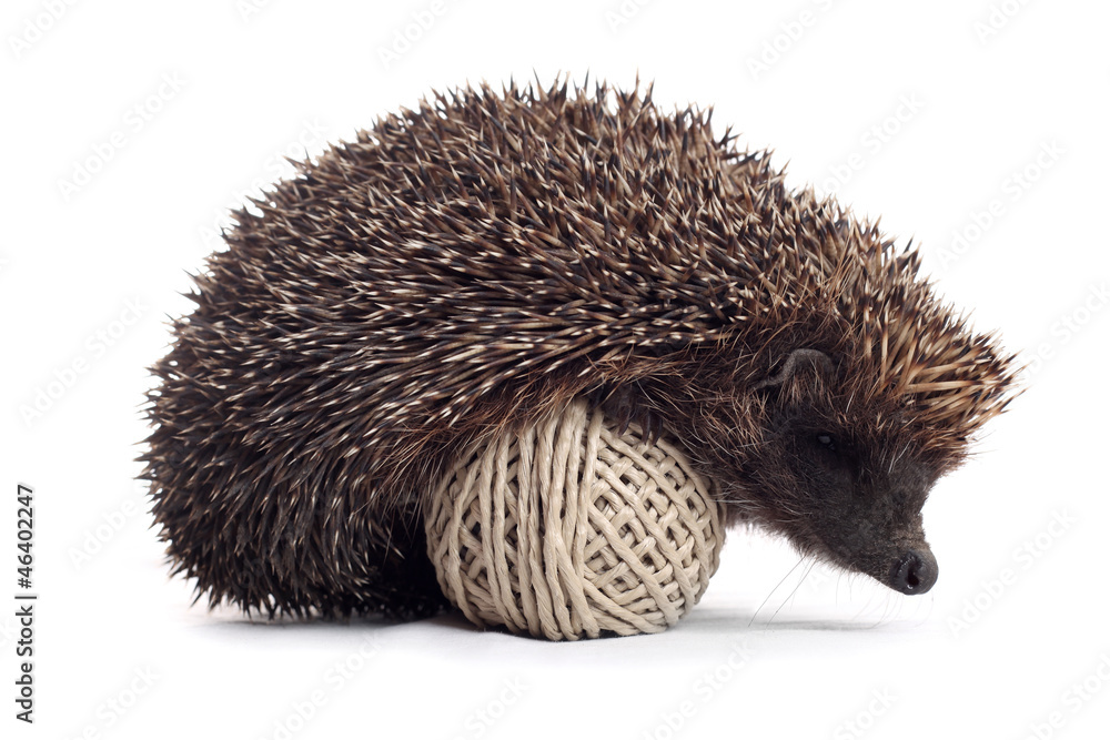 Obraz premium hedgehog