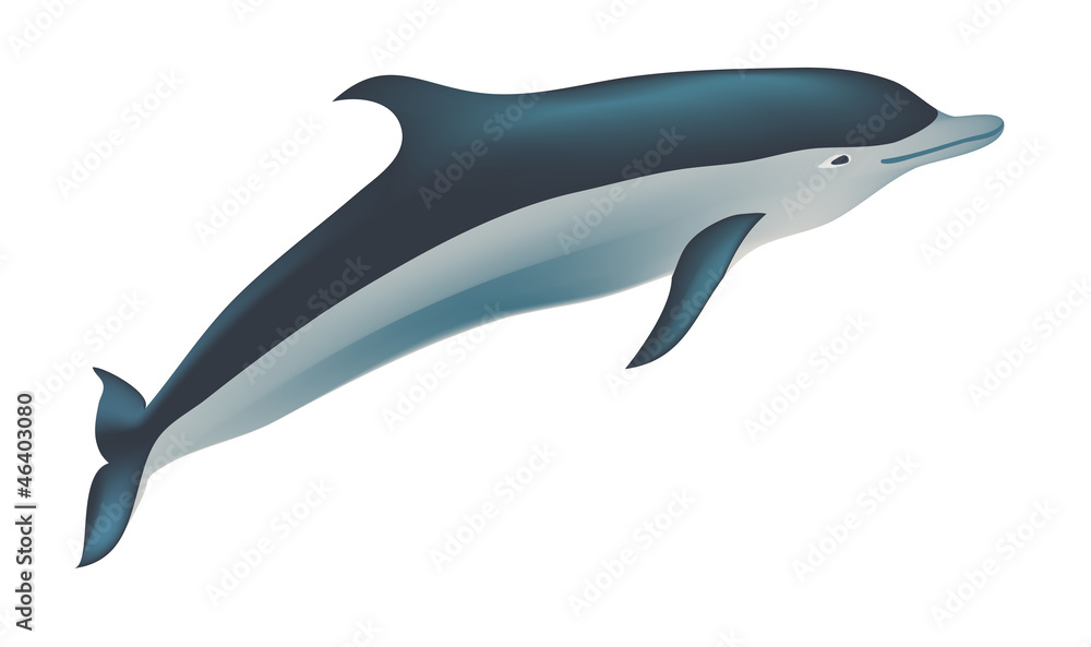 Fototapeta premium Dolphin vector illustration, isolated on white