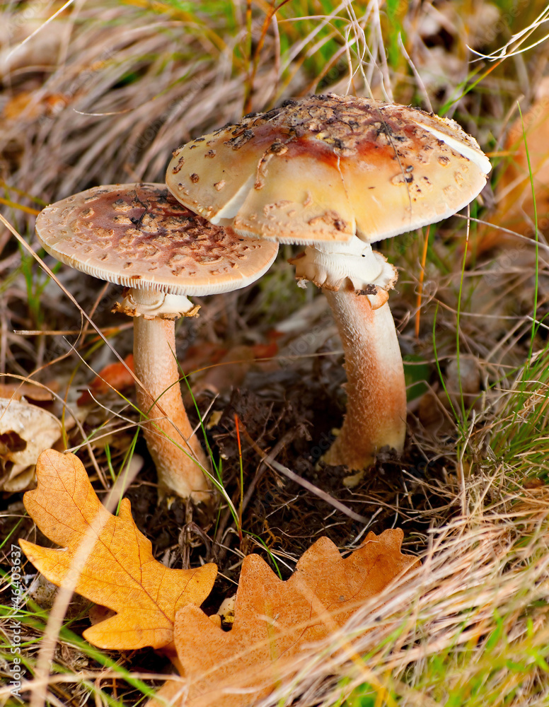 Mushroom in forest