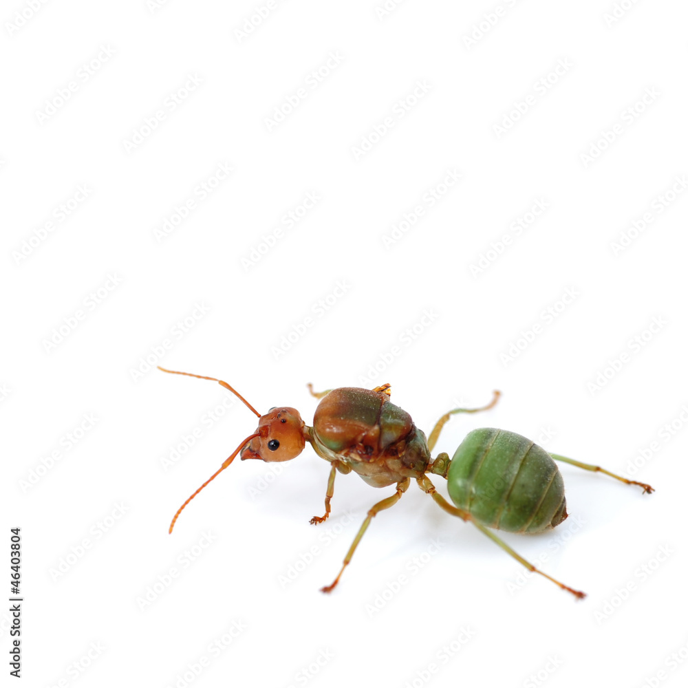 ant ant