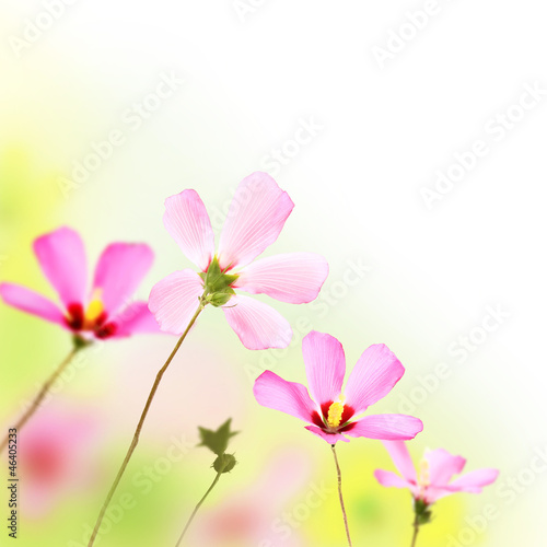 Pink Flowers © imagesetc
