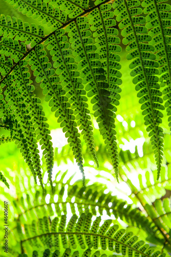 Fern
