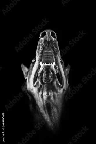 Doberman Pinscher-vicious from dark