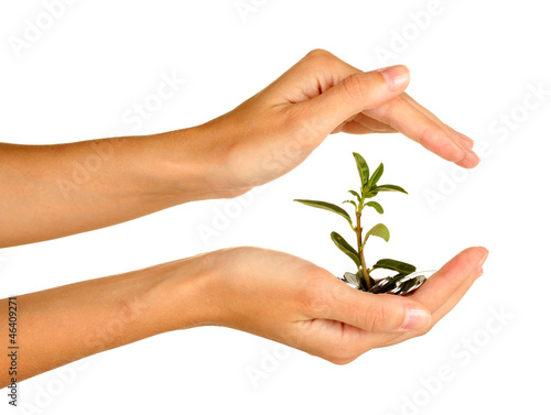 woman's hands are holding a money tree