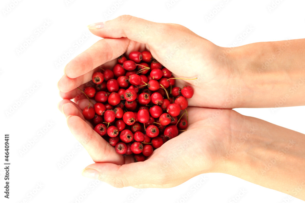 woman's hands holding a ripe hawthorn woman's hands holding a ripe hawthorn