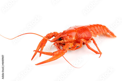 Tasty boiled crayfish isolated on white