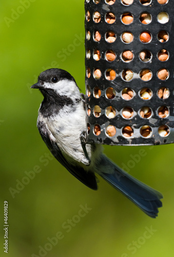 Fotografija Chickadee and Bird Feeder