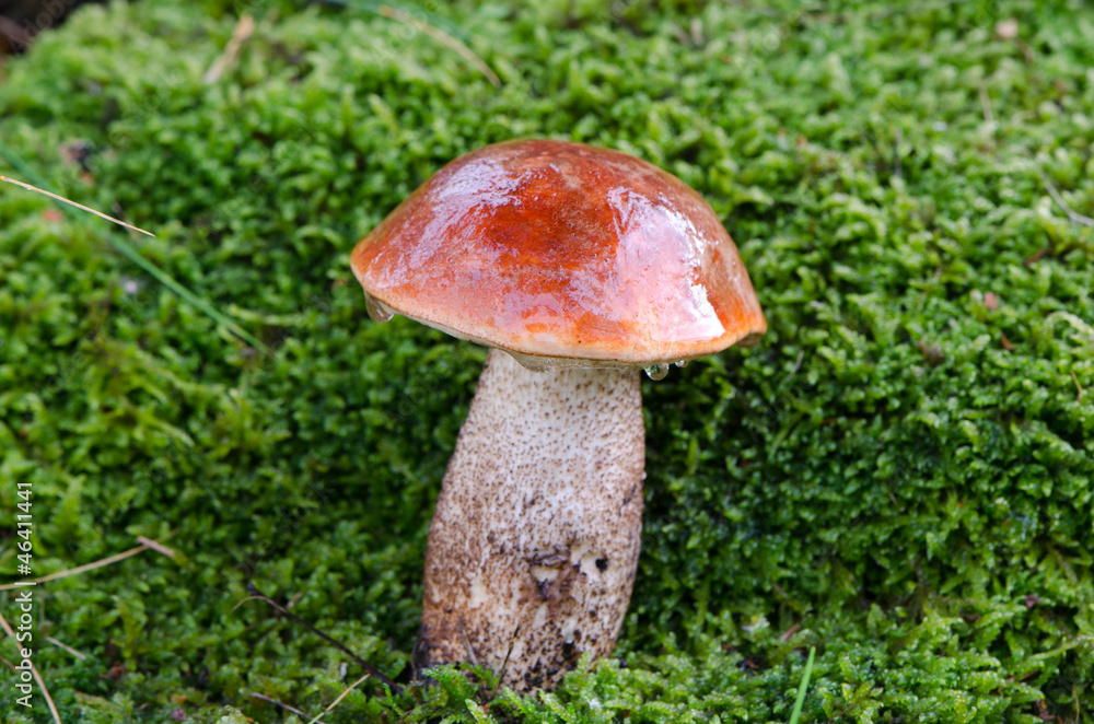 wet red cap scaber stalk mushroom on moss wet red cap scaber stalk mushroom on moss