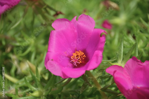 Common Purslane flower closeup