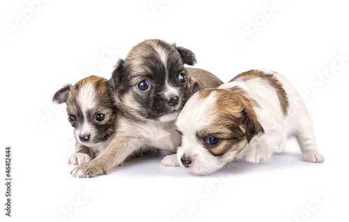 three Chihuahua puppies timidly making first steps