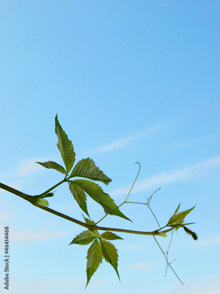 Fototapeta premium The twig of Virginia creeper on the blue sky background