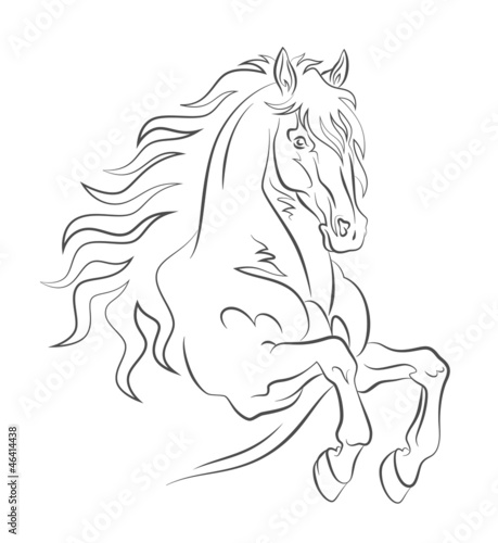 Graceful horse