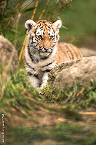 Tiger Cub © davemhuntphoto