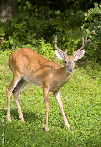 Velvet rack