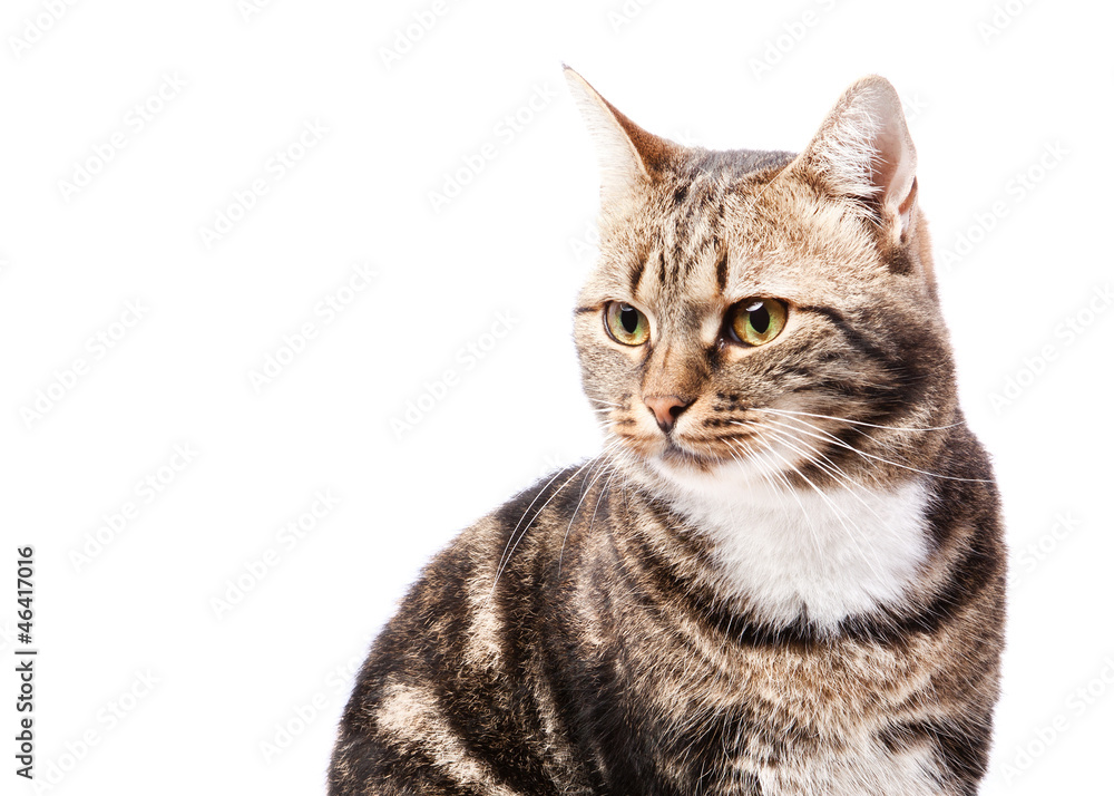 beautiful European cat on a white background