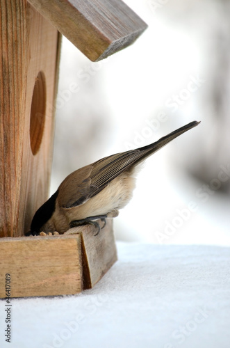 Naklejka Ptak w ptaszarni