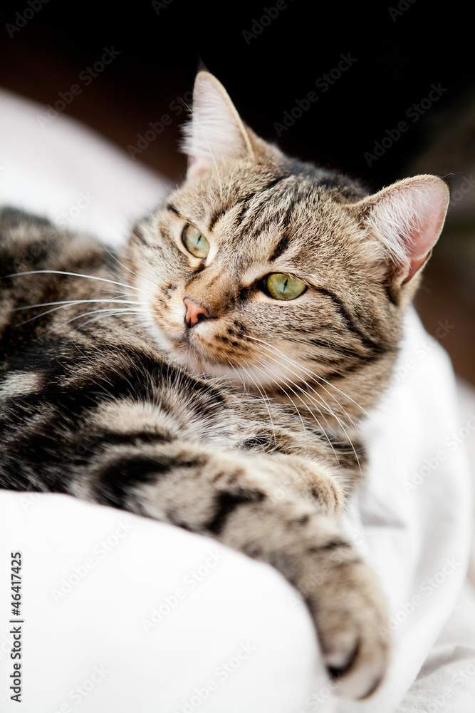 Naklejka premium very beautiful young european cat