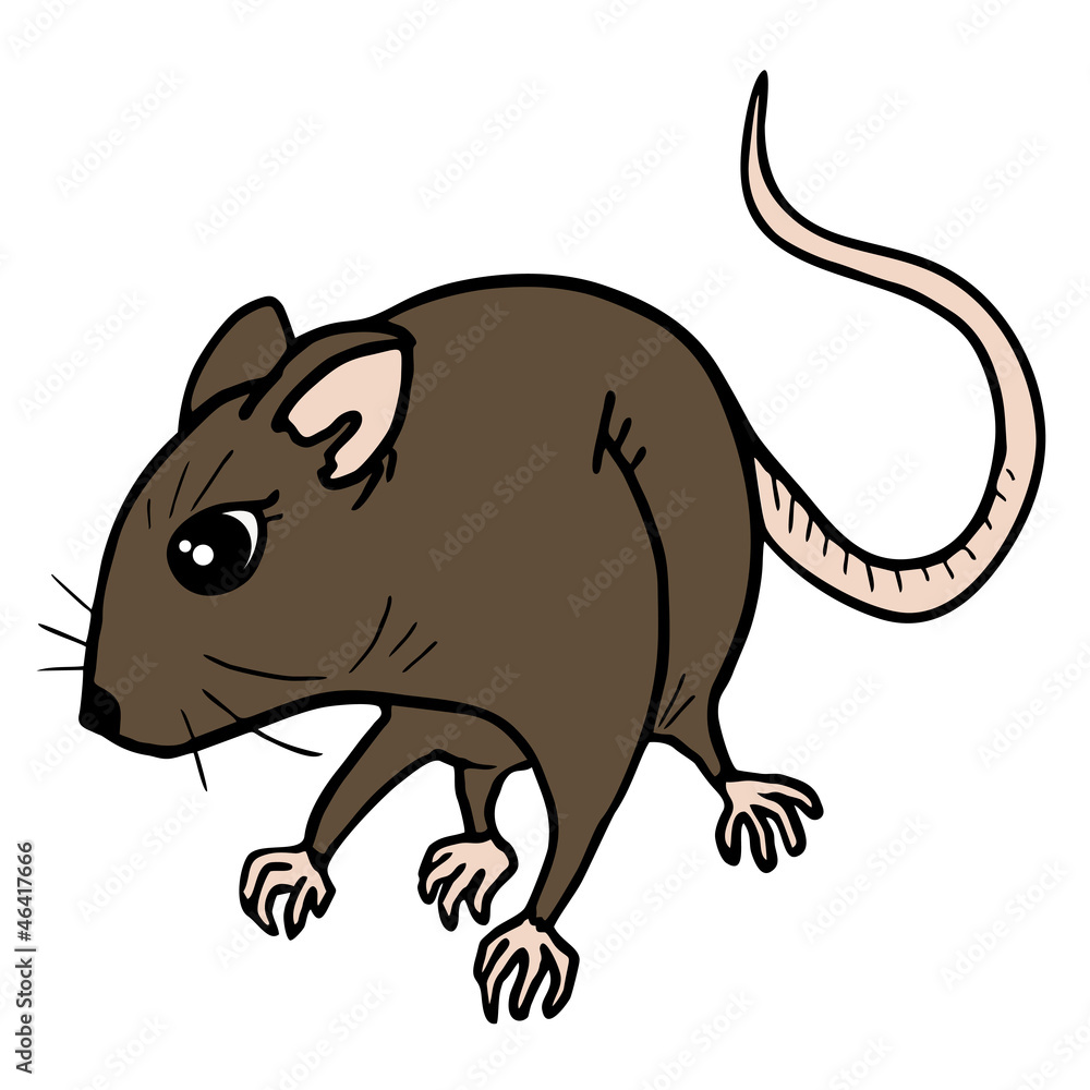 Fototapeta premium Rat draw