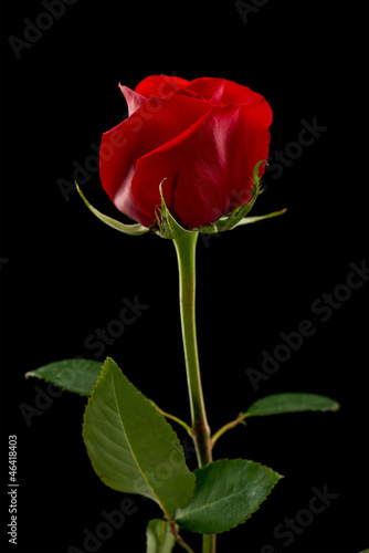 Single red rose